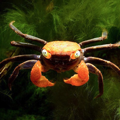 Geosesarma sp.apricot   Vampierkrab